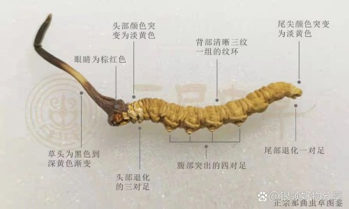 奥美拉唑肠溶胶囊-奥美肠溶胶囊一次吃几粒-奥美拉唑镁肠溶片的作用及效果,中国奥美镁肠溶片说明书网站